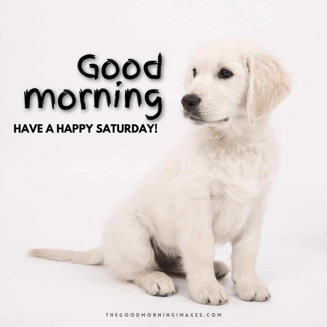 Good morning Saturday dog