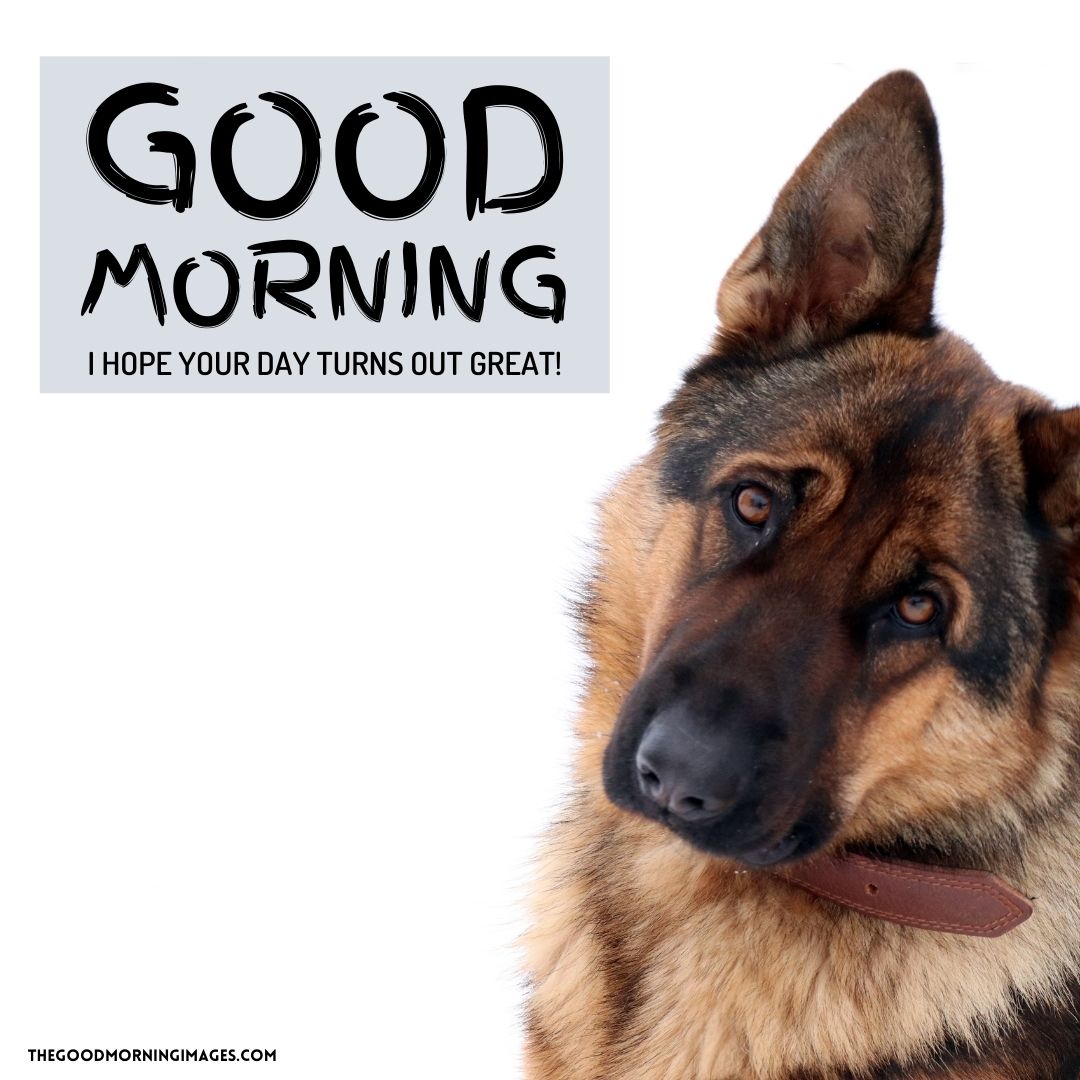 good morning dog german shepherd