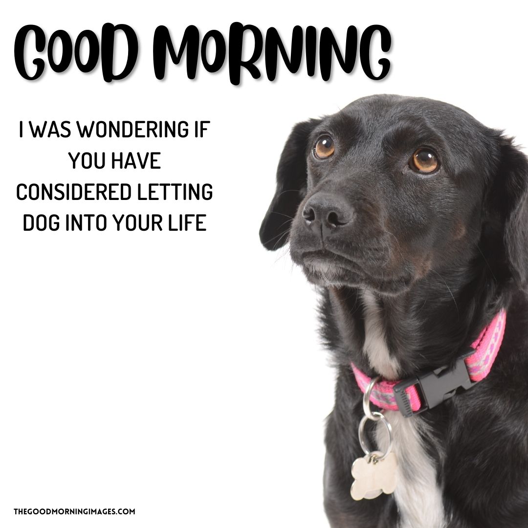 65+ [CUTE] Good Morning Dog Images [Sweet Puppy]