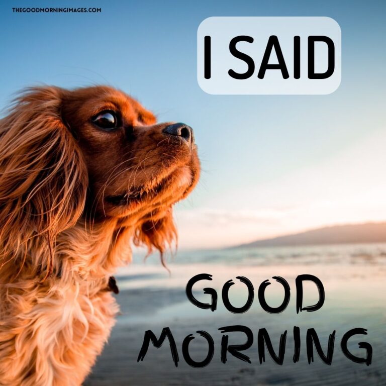 Cute & Sweet Good Morning Dog Images [2022]