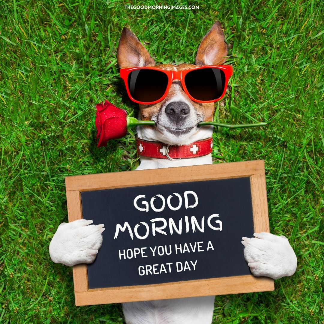 65+ [CUTE] Good Morning Dog Images [Sweet Puppy]