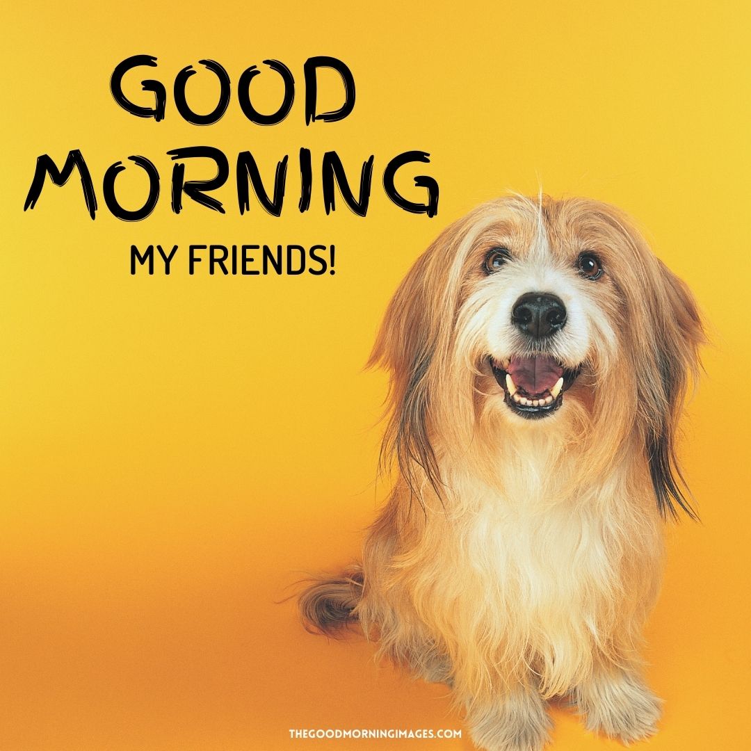 good morning wishes dog