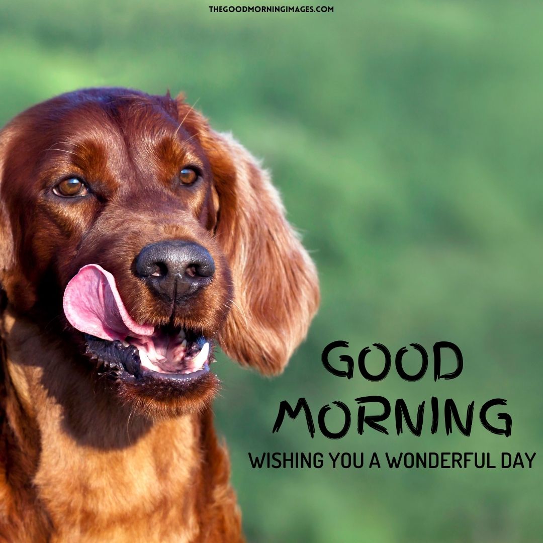 good morning dog photos