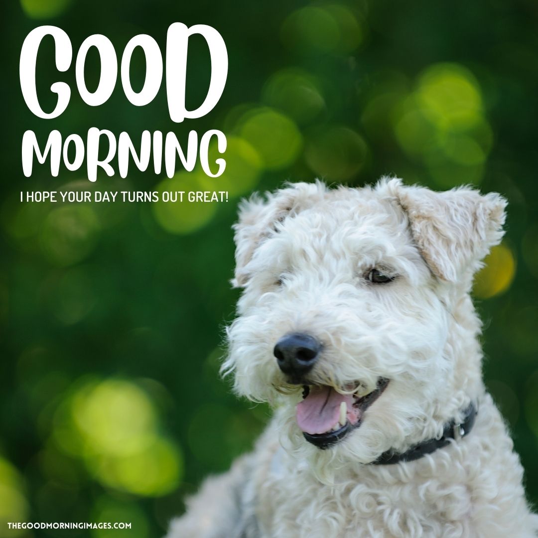 good morning dog images hd
