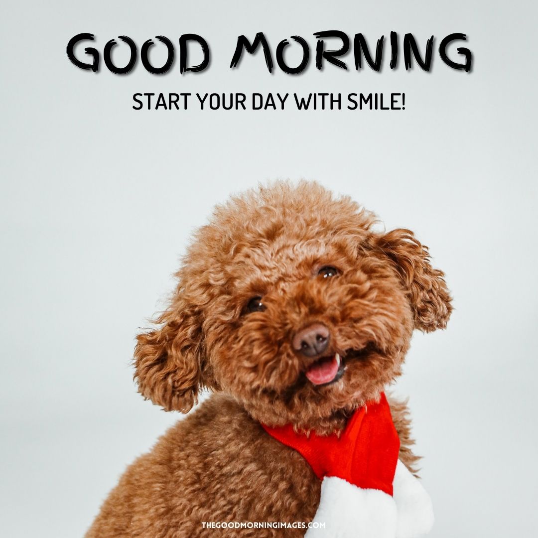 good morning wishes cute dog