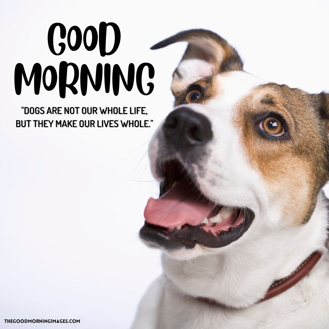 good morning dog quotes