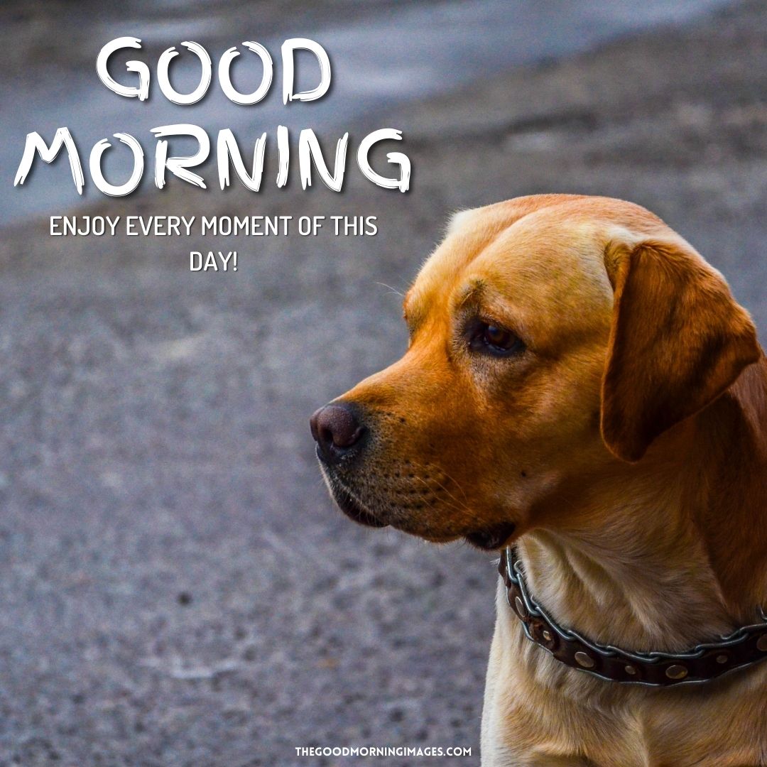 good morning dog photos