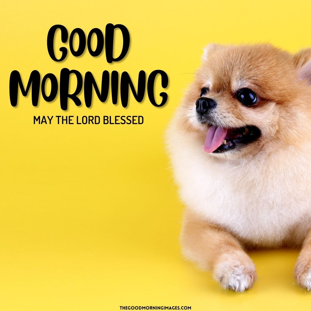 good morning with a dog