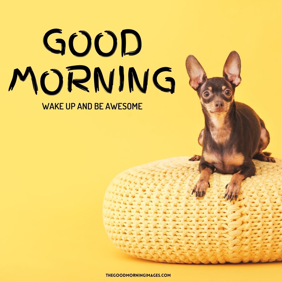 65+ [CUTE] Good Morning Dog Images [Sweet Puppy]