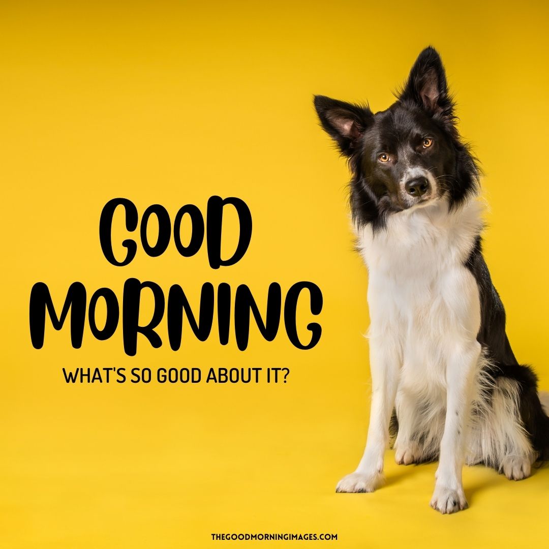 good morning happy dog