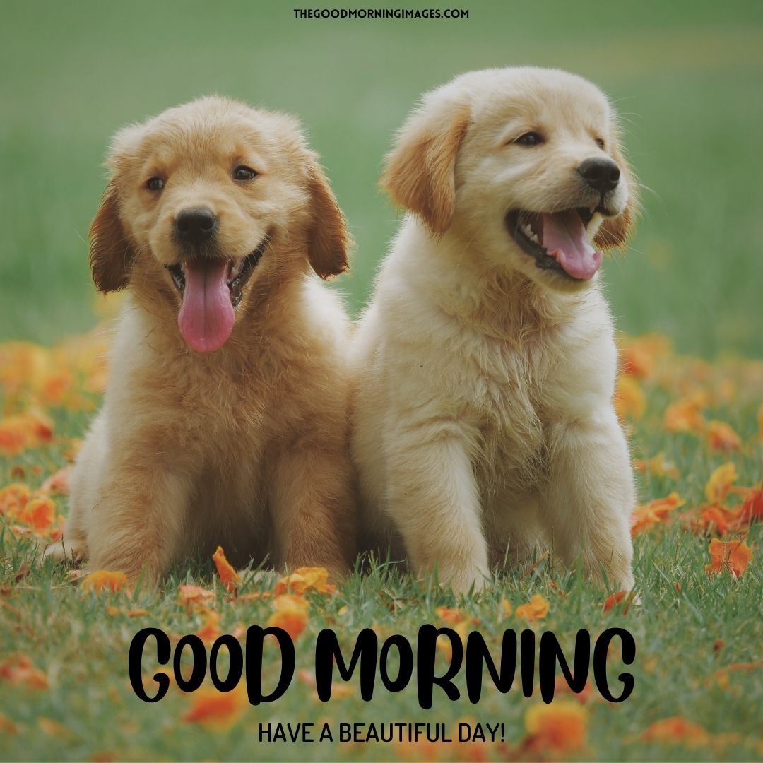 good morning dogs puppies