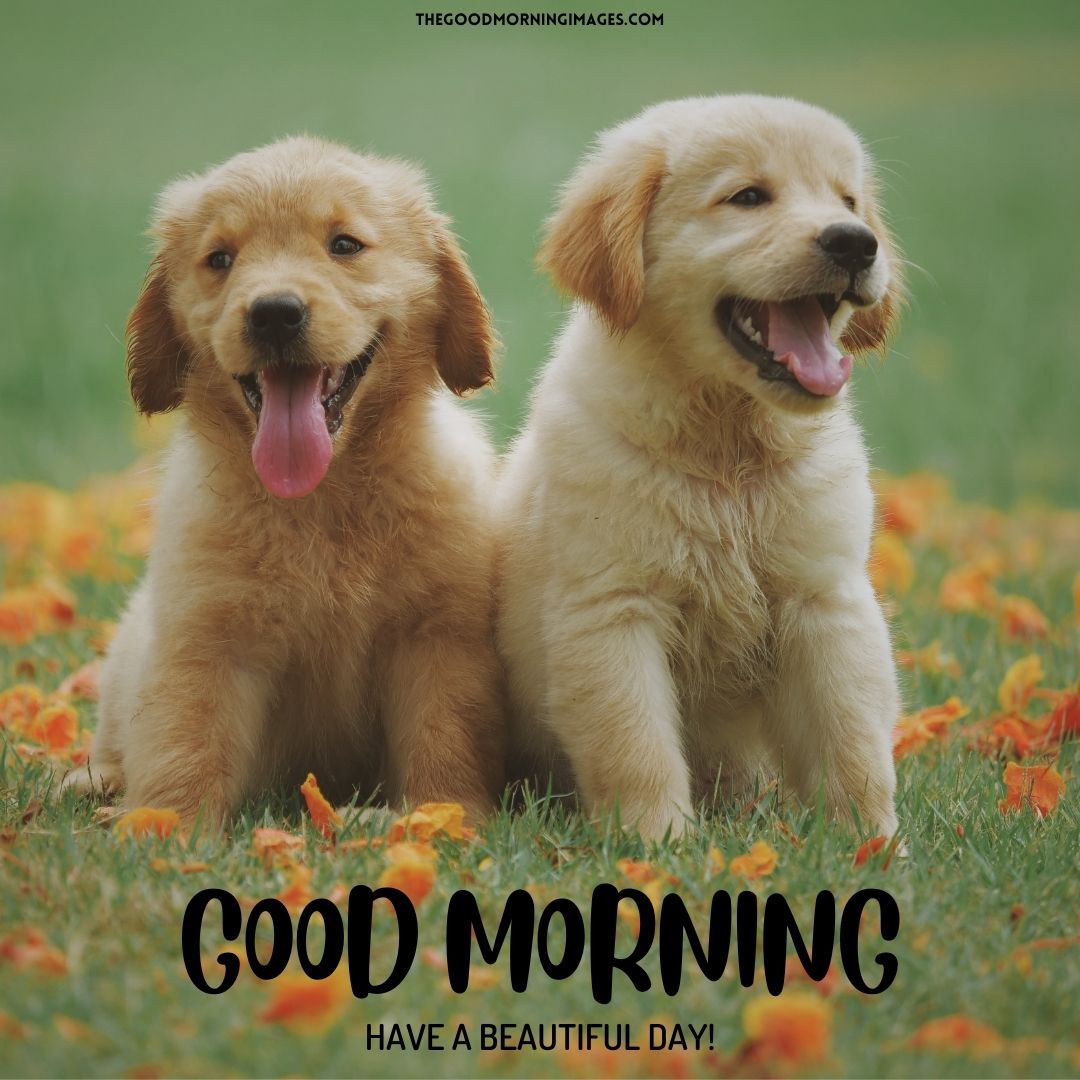 cute good morning puppy