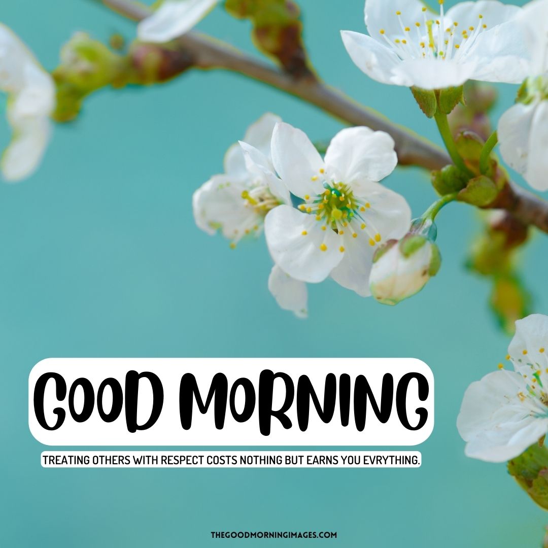 good morning spring white flowers
