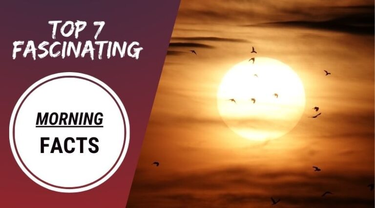 Top 7 Fascinating Morning Facts [Everyone Should Know]