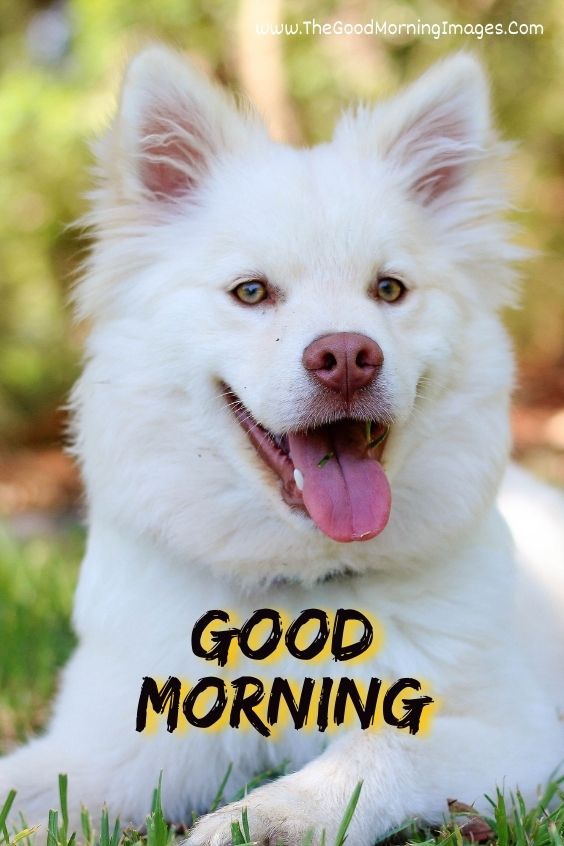 Good-Morning-Images-with-dogs