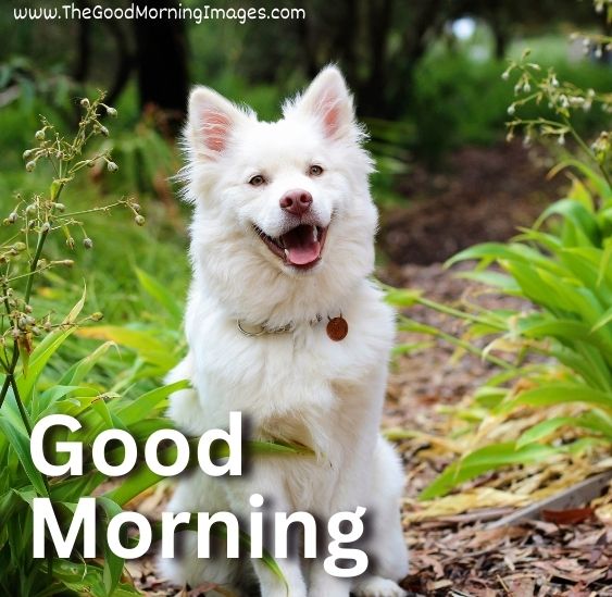 Morning puppy Image