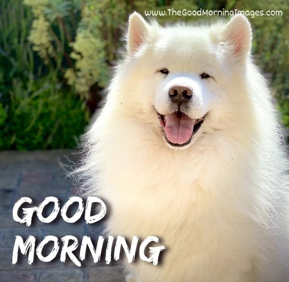 Morning Dog Image