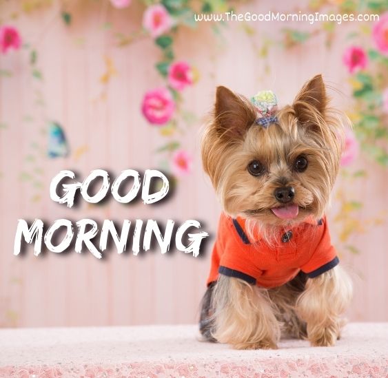 cute good morning puppy