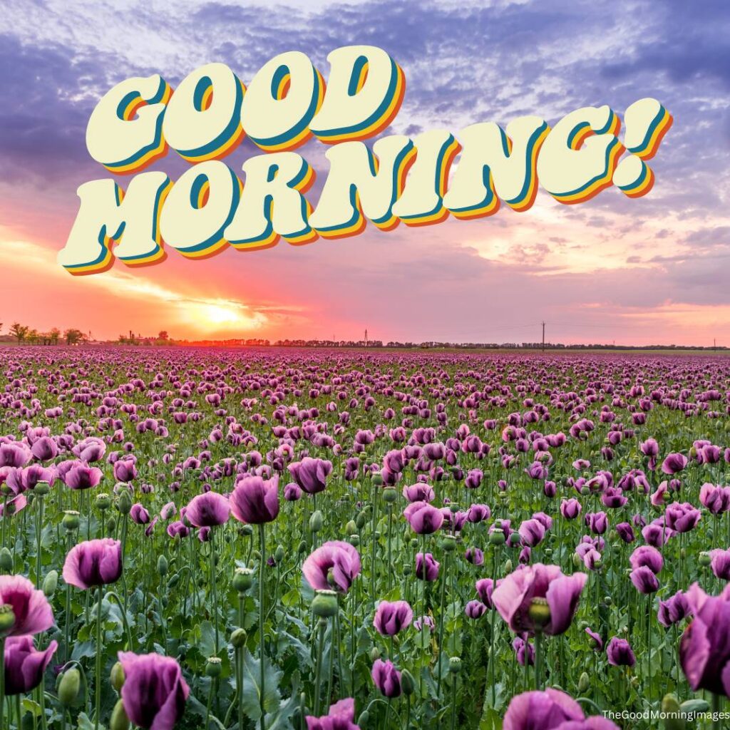 good morning flowers awesome
