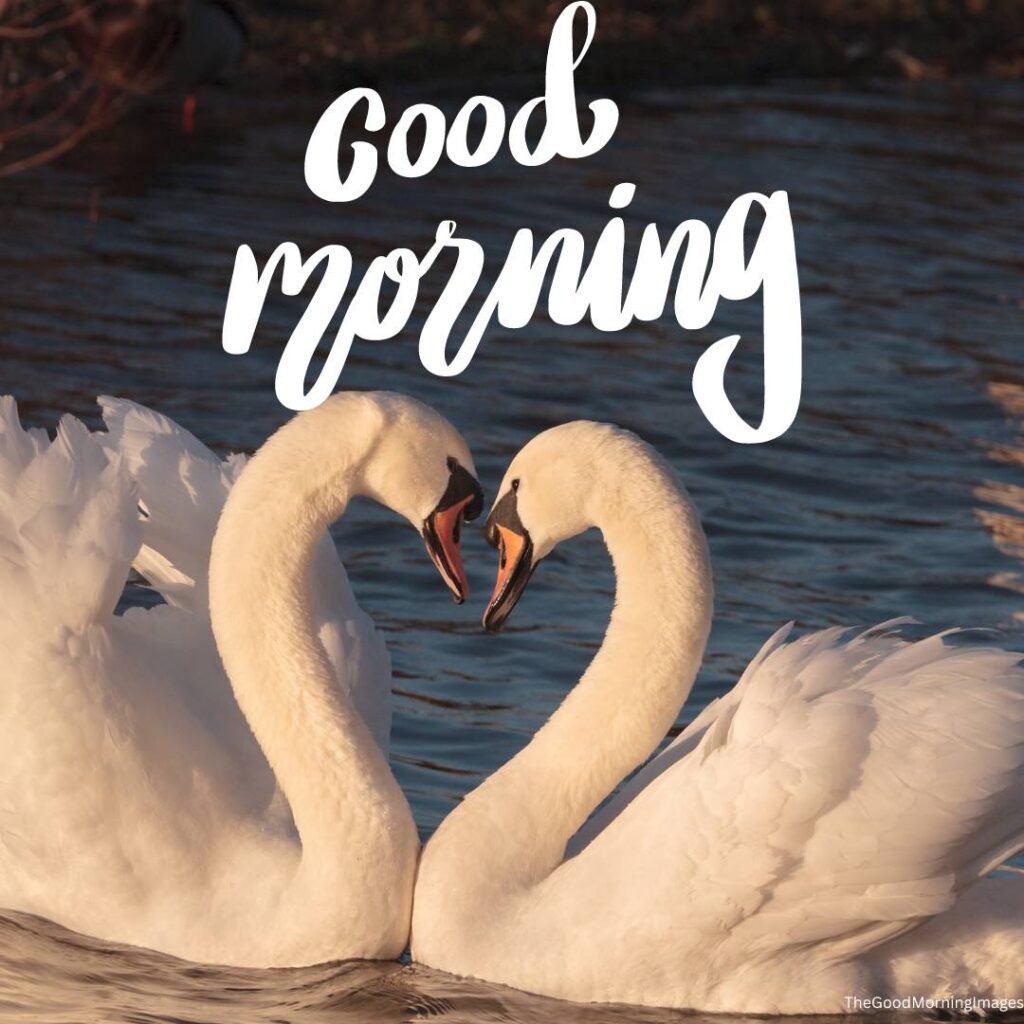 good morning love swans