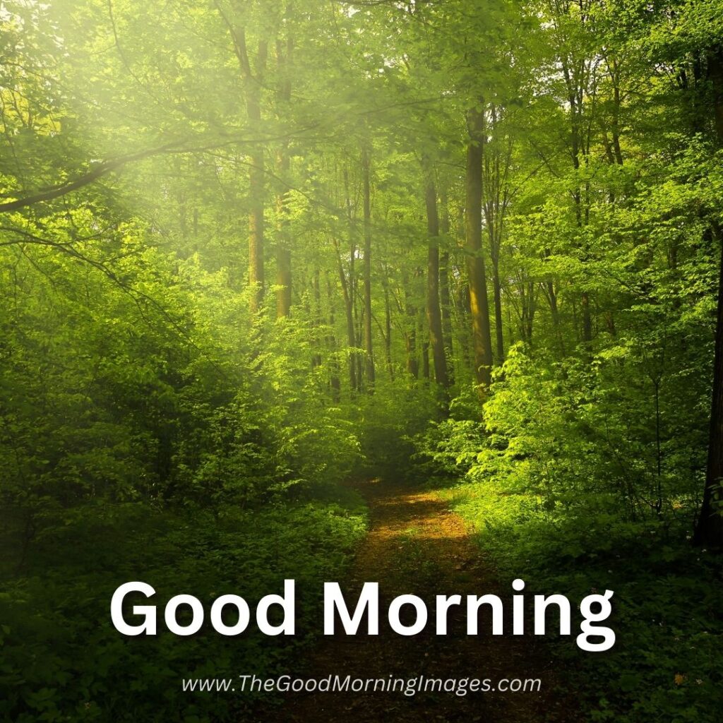 175+ Good Morning Nature Images [Peaceful & Refreshing]