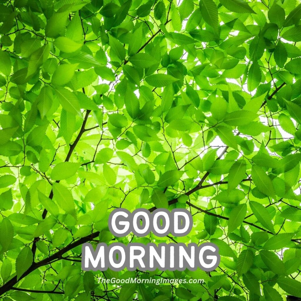 Good Morning green Nature