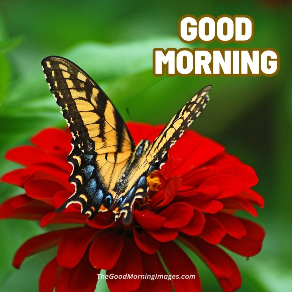 Good Morning Nature butterfly Images