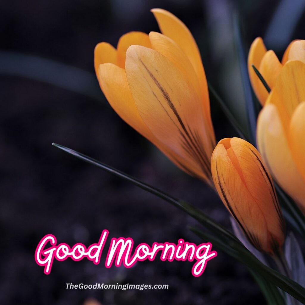 Good Morning Nature flower Images