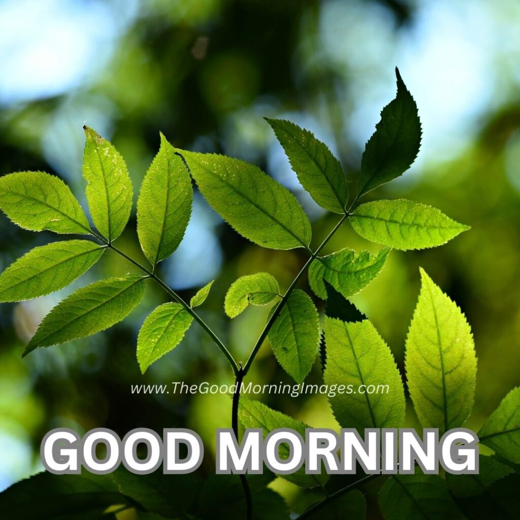 Good Morning nature image