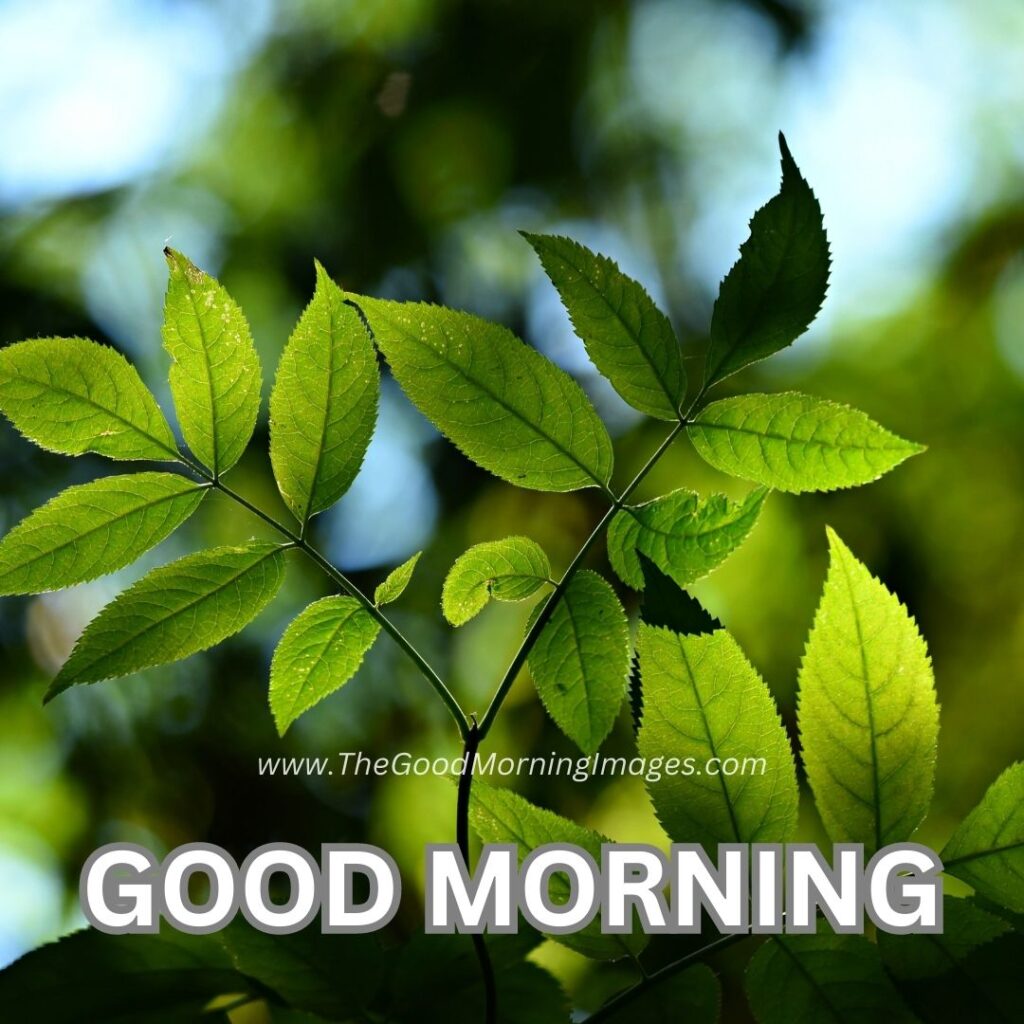 828+ Best Good Morning Images 2022 Photos HD Download