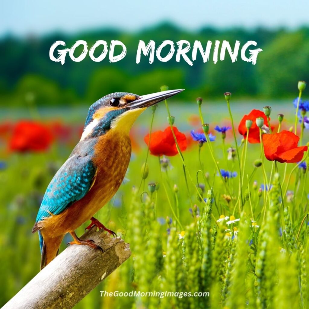 Good Morning scenery bird images