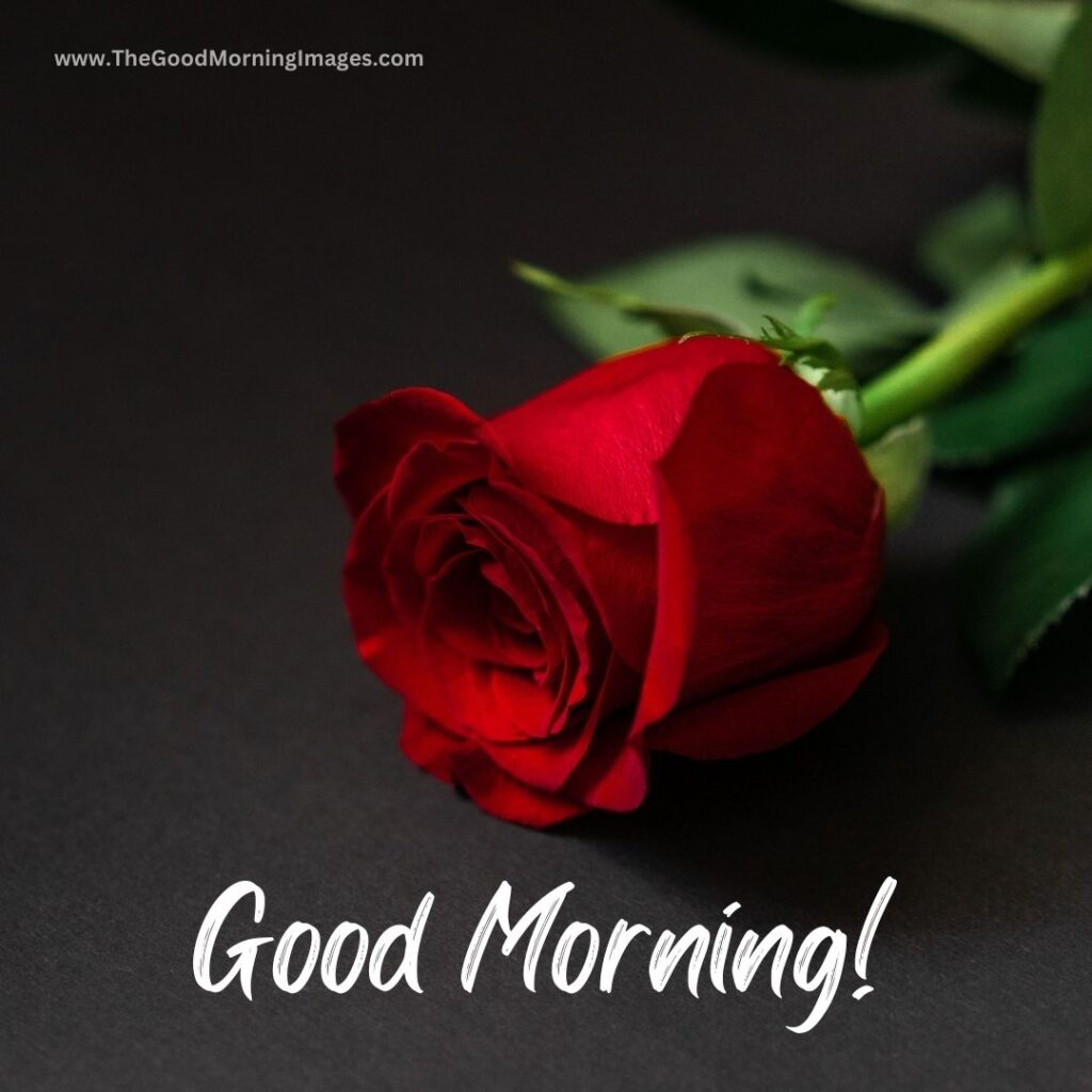 good morning images with rose and love