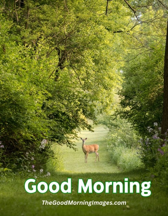good morning reindeer in jungle image