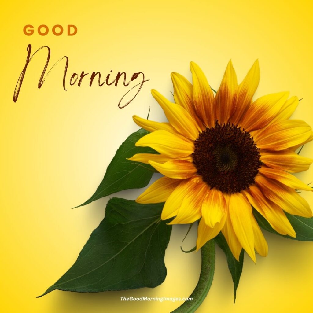 good morning sunflower pic